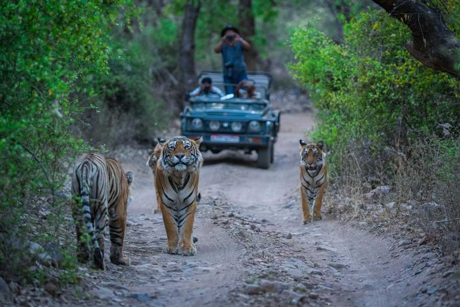 Tiger safari in Ranthambore National Park, where tourists are spotting Bengal tigers in the forest