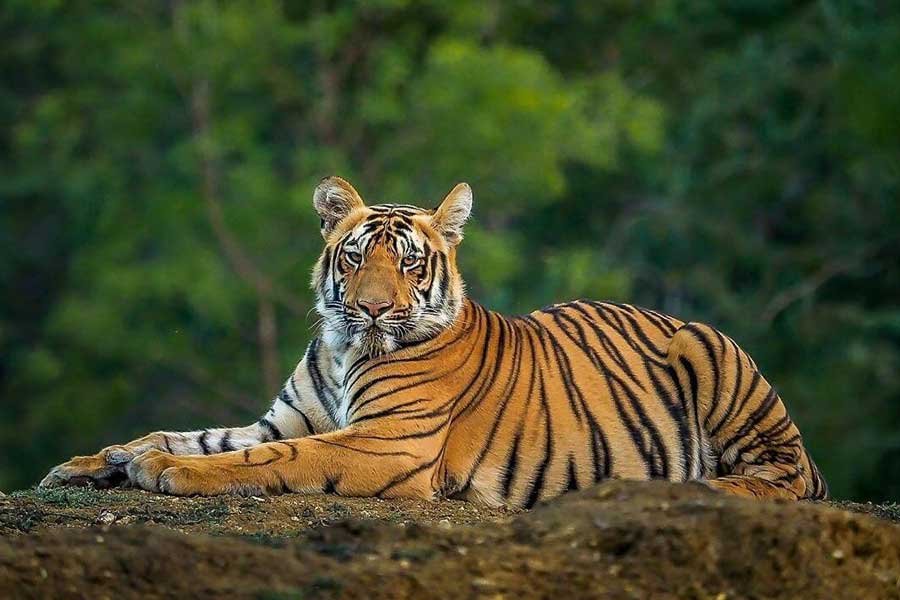 A majestic tiger resting in the lush forests of Ranthambore National Park