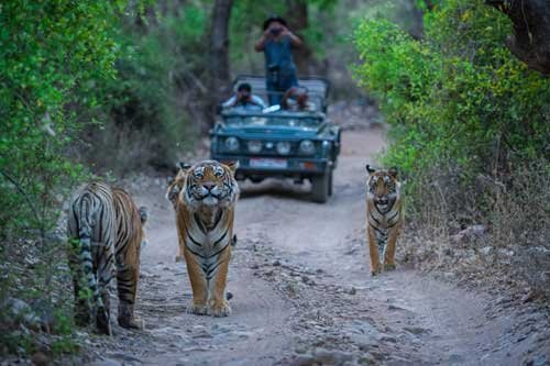 Tiger safari in Ranthambore National Park, where tourists are spotting Bengal tigers in the forest