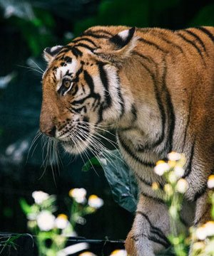 Wildlife Tours